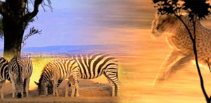Wild at Heart - zebra